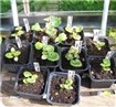 Flera pelargonplantor på tillväxt