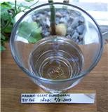 Pelargonfrö i glas med hett vatten